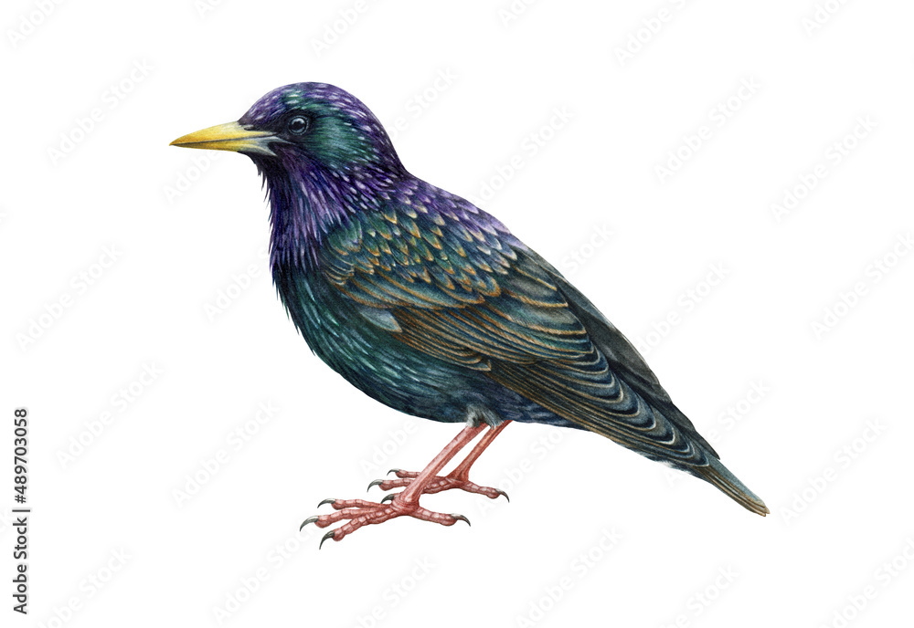 Obraz premium Starling bird on white background. Watercolor illustration. Realistic Sturnus vulgarit single illustration. Forest and park songbird. Beautiful starling hand drawn image. Common european bird