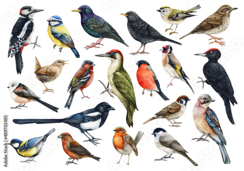 Tableau sur toile Forest birds watercolor set