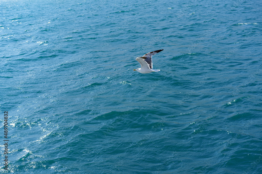 Fototapeta premium seascape with a seagull on the background of the water surface