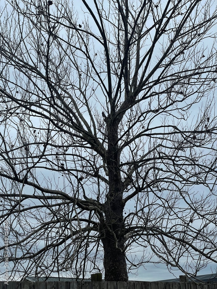 tree in winter tree in winter