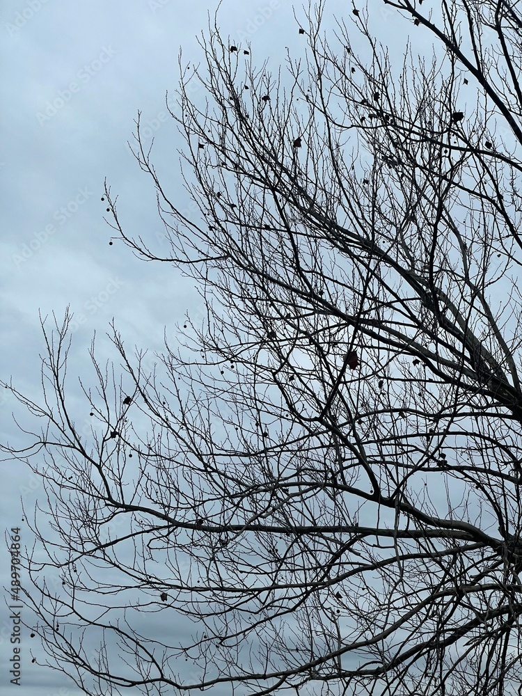 tree branches against blue sky