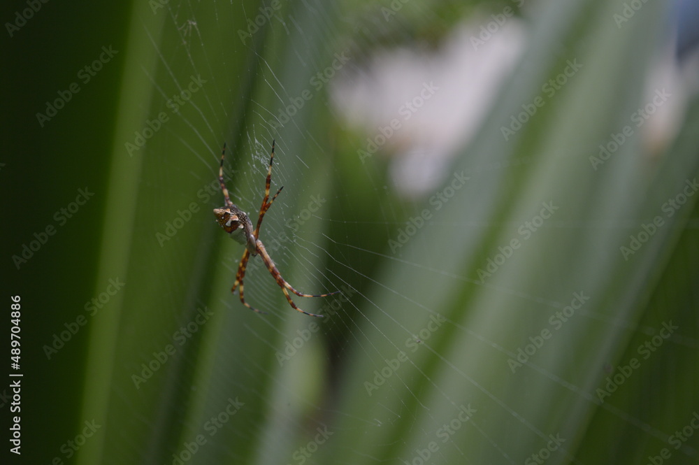 ARANHA ARANHA