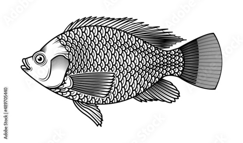 Tilapia Fish Hand Drawn Vector
