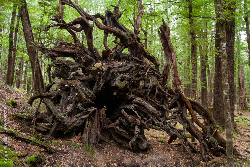 Unique shapes of uprooted tree roots felled down after strong wind, Sylvan lake walk near campsite, New Zealand forest