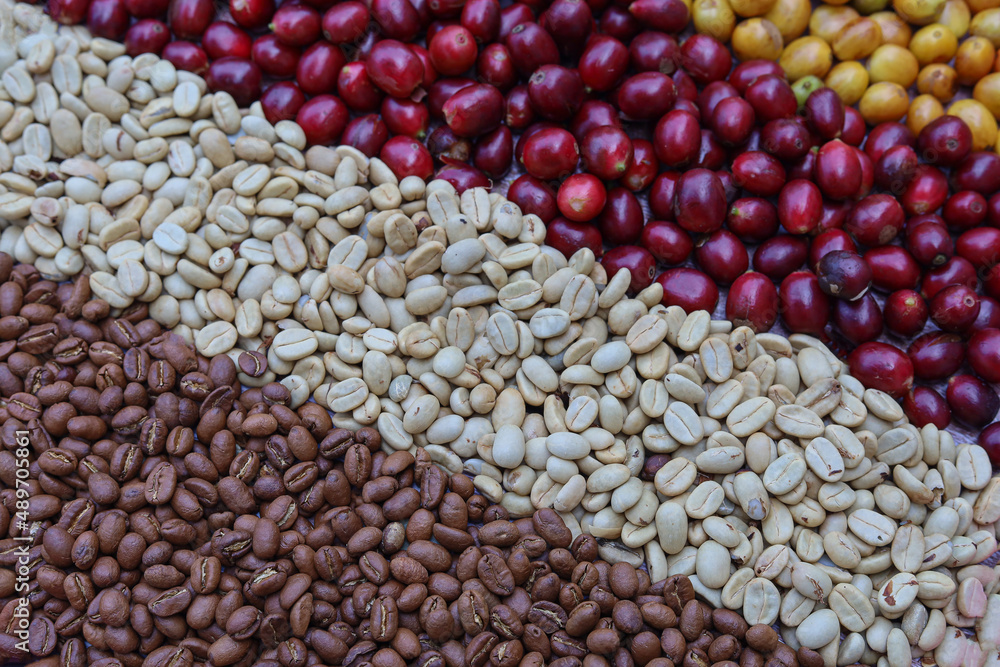 Mix of coffee beans and coffee tree blossom for background.Robusta and arabica coffee berries by