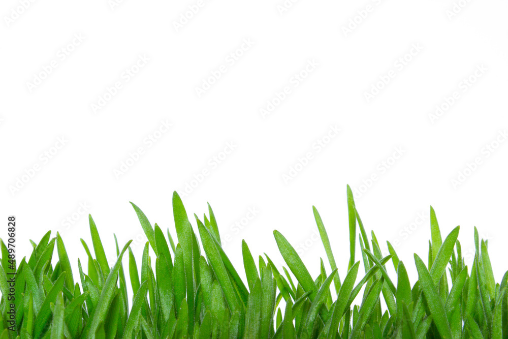 Fototapeta premium Fresh green grass isolated on a white background with copy space