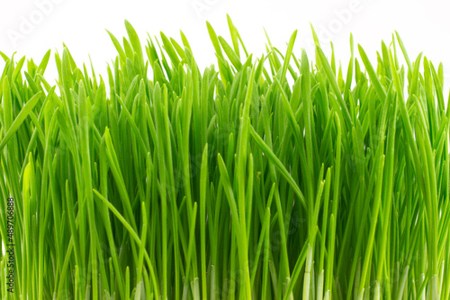 Close-up fresh spring green grass isolated on a white background