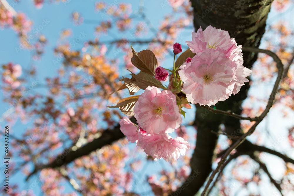 Prunus serrulata 'Kanzan' or 'Sekiyama' (cherry blossom) Prunus serrulata 'Kanzan' or 'Sekiyama' (cherry blossom)