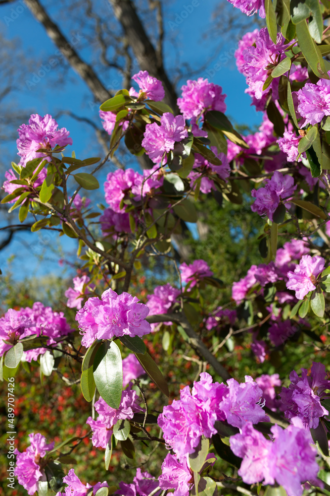 Fototapeta premium pink rhododendron in the park