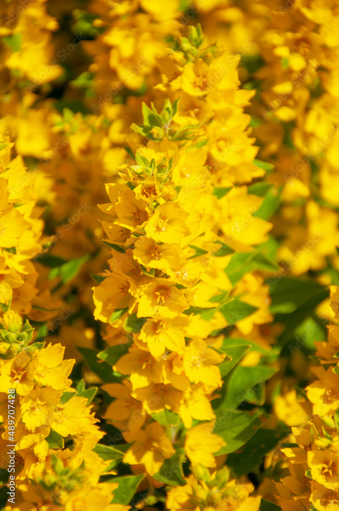 close-up of the flowers of the common loosestrife plant is a perennial herbaceous plant, a species of the loosestrife genus, Primrose family, Myrsin subfamily, the loosestrife dot variety. close-up of the flowers of the common loosestrife plant is a perennial herbaceous plant, a species of the loosestrife genus, Primrose family, Myrsin subfamily, the loosestrife dot variety.