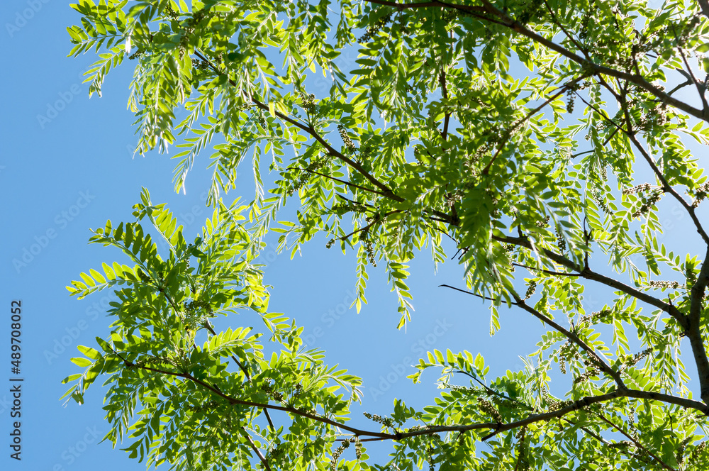Fototapeta premium green leaves against blue sky