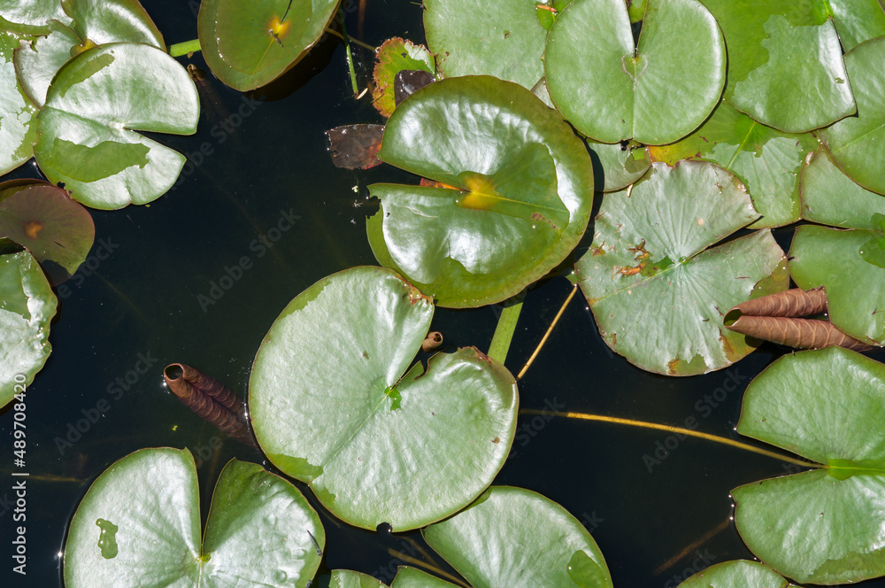 water lily in the pond water lily in the pond