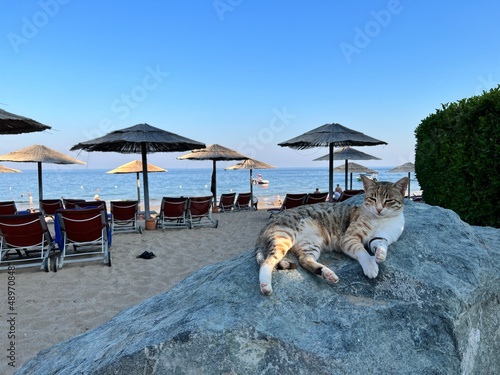 Canvas Print Peaceful cat laying on the Rock on the beach