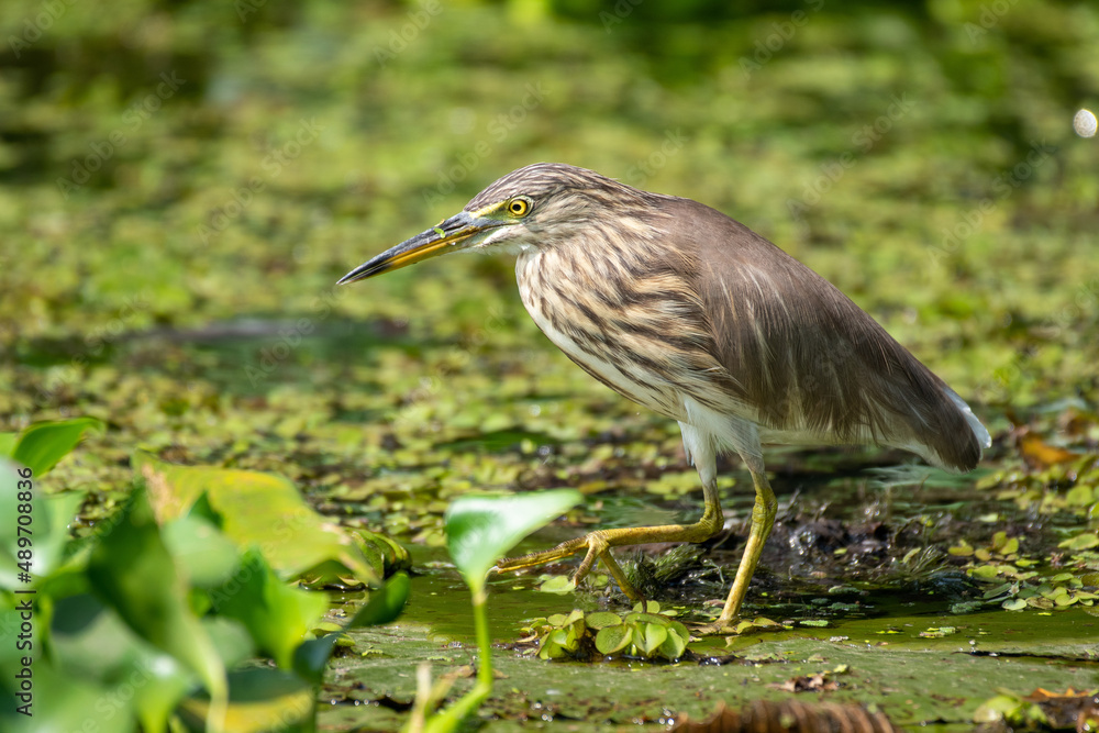 Indian pond heron hunting Indian pond heron hunting