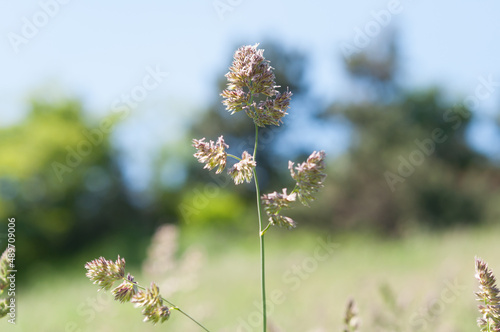 grass seed plume on a scenic background