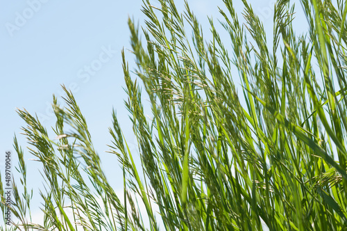blades of grass with seed plumes on a fair-weather day