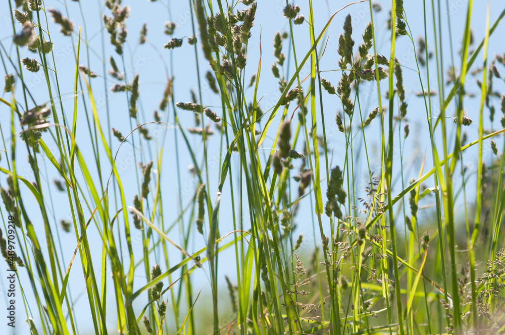 Obraz premium blue sky and blades of grass with seed plumes on a fair-weather day