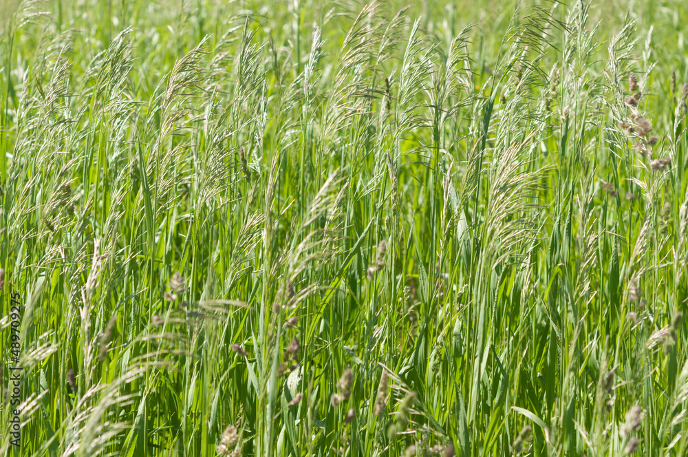 blades of grass with seed plumes on a fair-weather day blades of grass with seed plumes on a fair-weather day