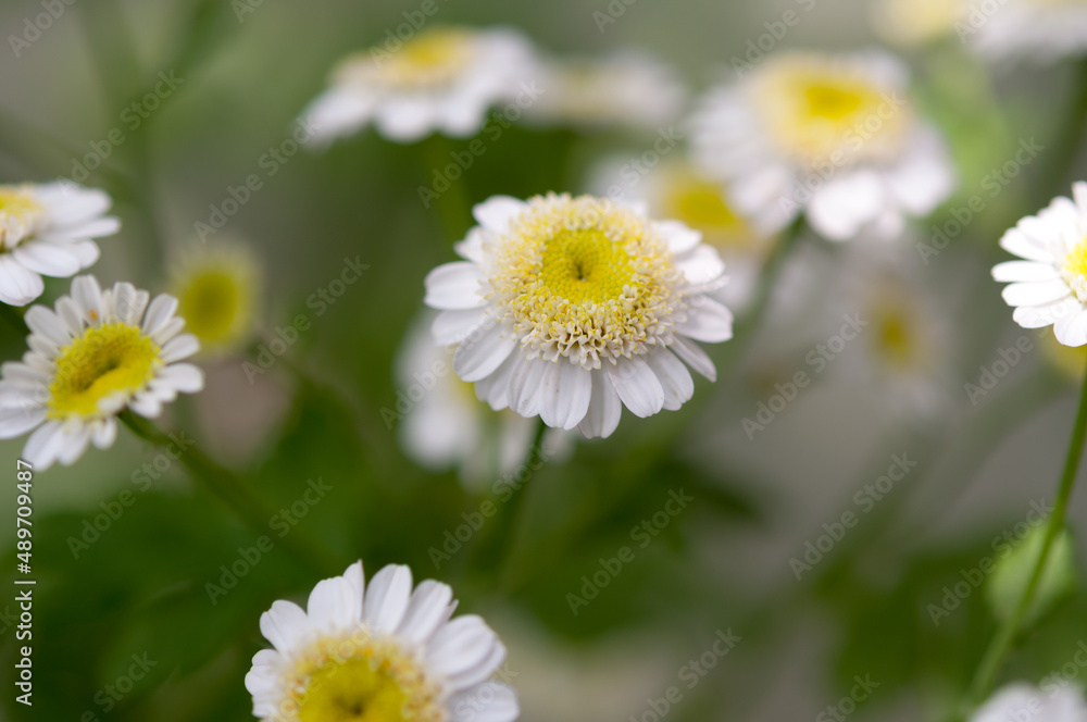 Fototapeta premium white flowers