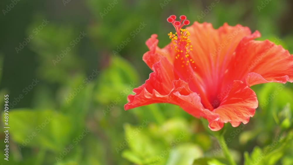 Red hibiscus flower in bloom in 4k slow motion 60fps Red hibiscus flower in bloom in 4k slow motion 60fps