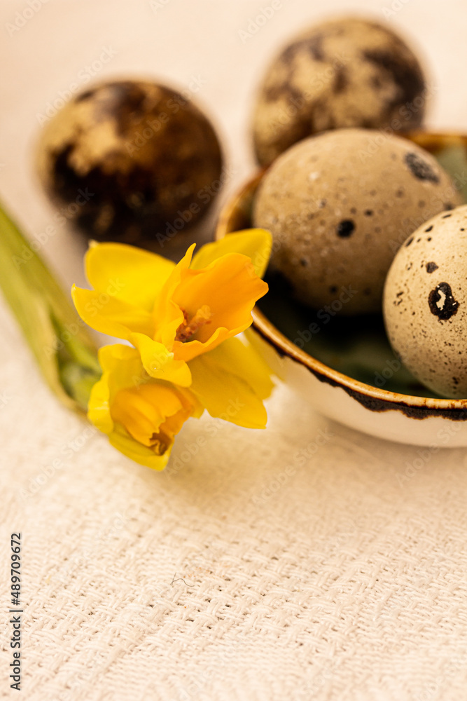 Obraz premium Quail eggs and yellow daffodil flower on beige background. Spring photo, Easter background
