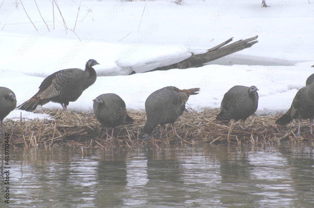 Fototapeta premium Hen turkeys stopping to get a drink