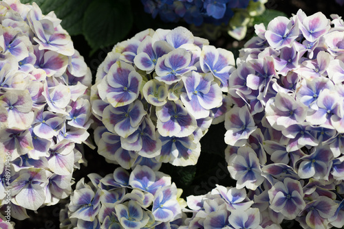 blue white hydrangea flowers