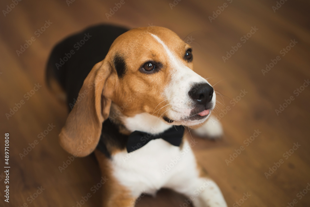 A smart dog in a bow tie at a wedding.