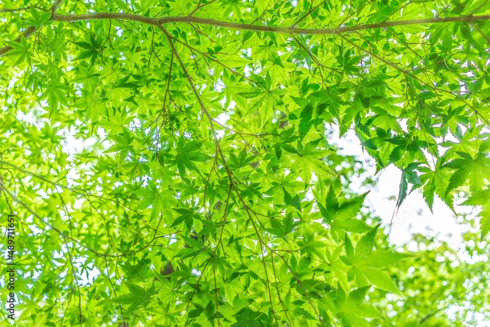 沢山の緑に囲まれた公園の美しい景色 沢山の緑に囲まれた公園の美しい景色