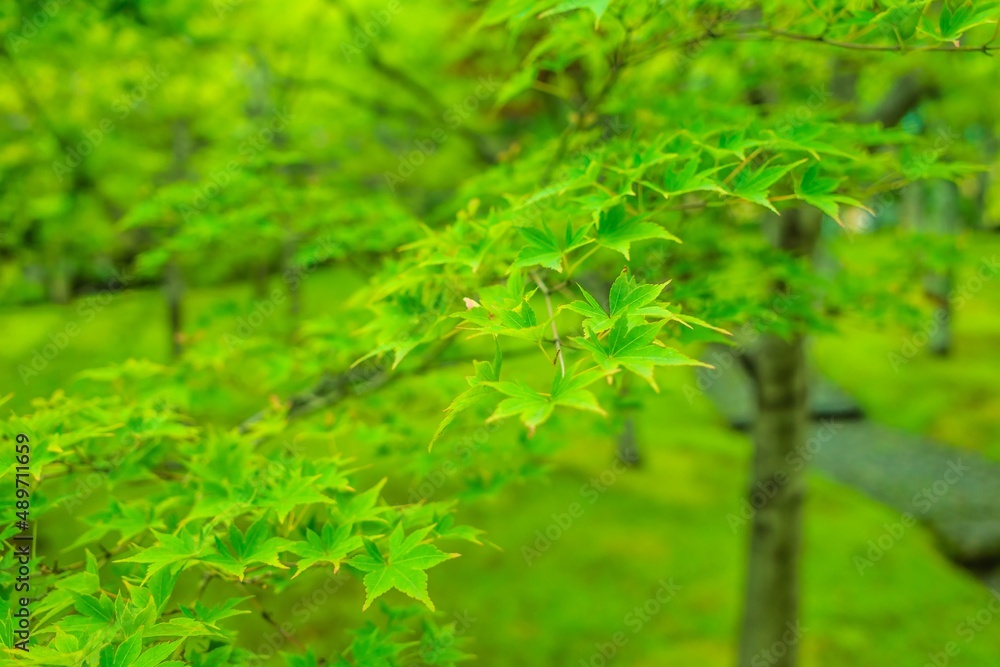 沢山の緑に囲まれた公園の美しい景色