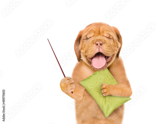 Yawning Mastiff puppy holds a pillow and points away on empty space. isolated on white background