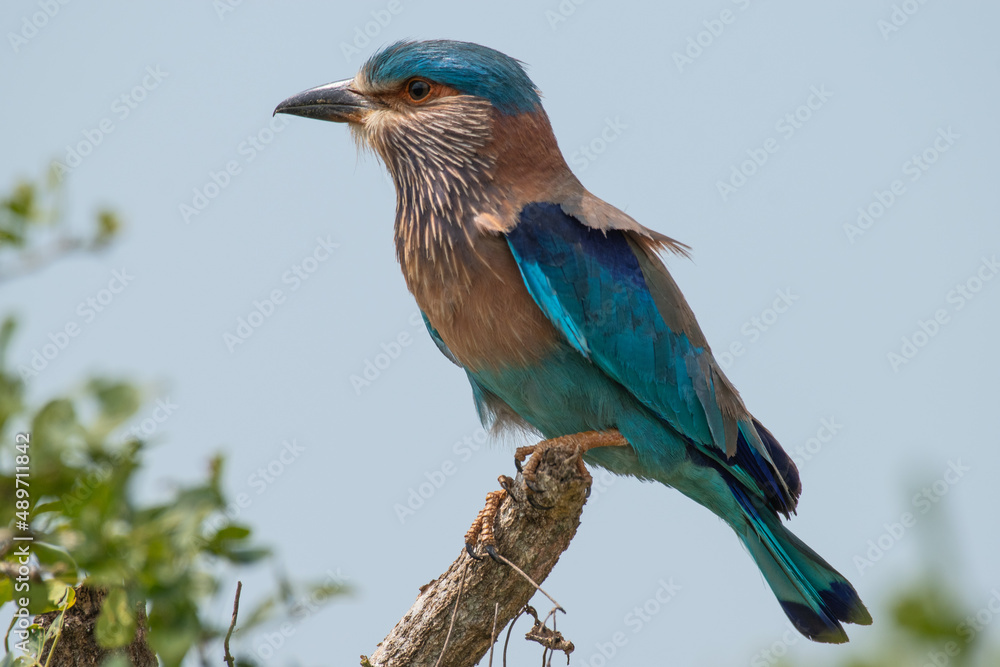 Indian roller perching Indian roller perching