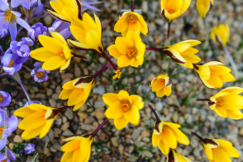 blooming yellow crocuses, spring flowers, petal fragments on a blurred background, Beautiful colorful first flowers, selective focus. (Crocus vernus, spring crocus) photo