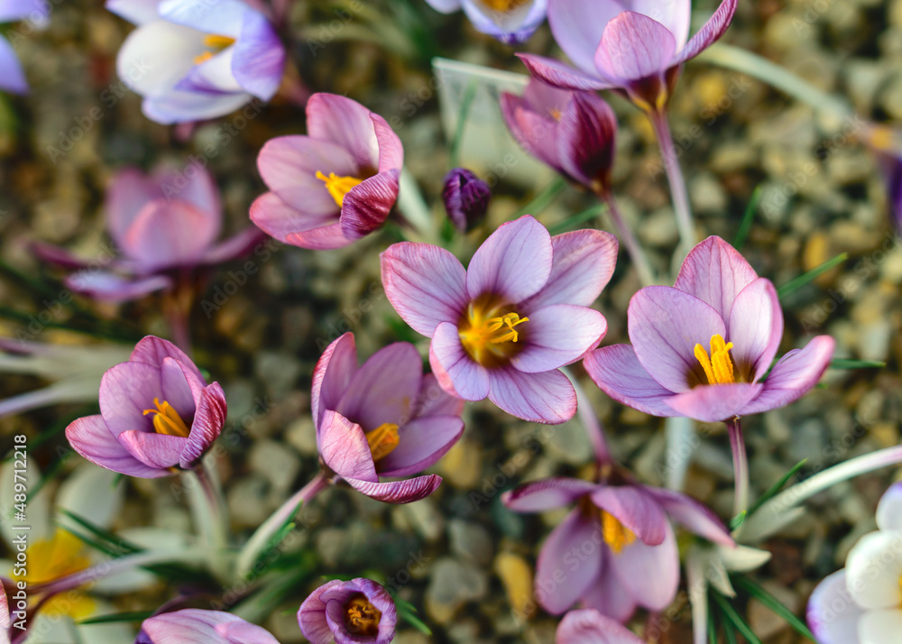 blooming variegated flowers, colorful spring flowers, petal fragments on a blurred background, selective focus. blooming variegated flowers, colorful spring flowers, petal fragments on a blurred background, selective focus.