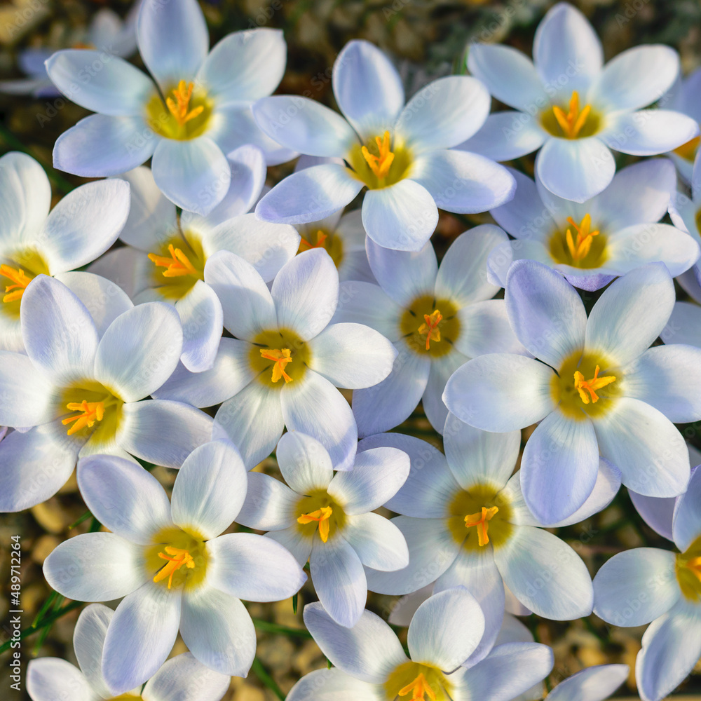 Fototapeta premium blooming white crocuses, spring flowers, petal fragments on a blurred background, Beautiful colorful first flowers, selective focus. (Crocus vernus, spring crocus)
