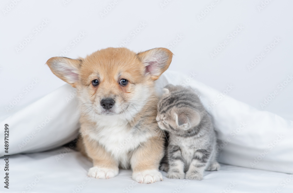 Pembroke welsh corgi puppy and baby kitten sitting together under warm white blanket on a bed at home