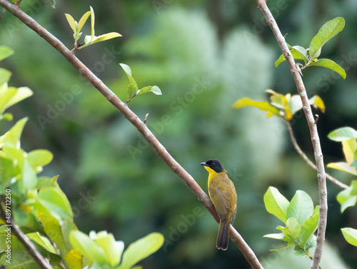 Black-headed yellow bulbul