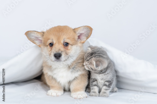 Pembroke welsh corgi puppy and baby kitten sitting together under warm white blanket on a bed at home