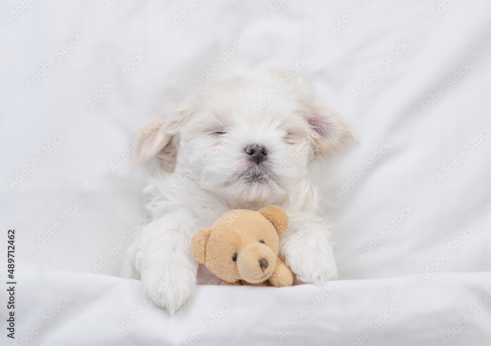 Cozy Maltese puppy sleeps on a bed at home and hugs favorite toy bear. Top down view Cozy Maltese puppy sleeps on a bed at home and hugs favorite toy bear. Top down view