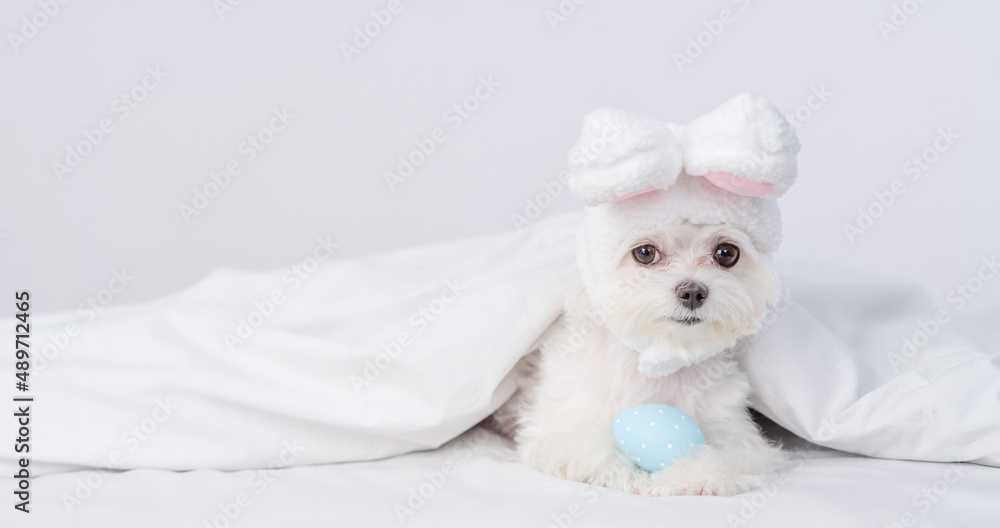 Cute Maltese puppy puppy wearing easter rabbits ears lies with  painted egg on a bed under warm white blanket at home. Empty space for text