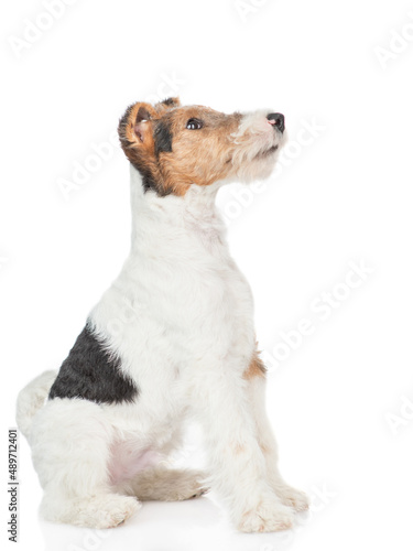 Fox terrier puppy sitting and looking away and up on empty space. isolated on white background