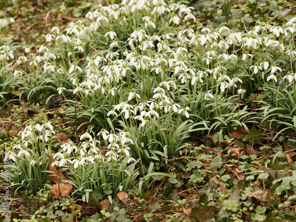 Fototapeta premium Kleine Schneeglöckchen oder Galanthus nivalis büschel glockenförmig weiß Blütenfarbe mit grünem Fleck als Bodendecker auf dem feucht boden am Ende des Winters