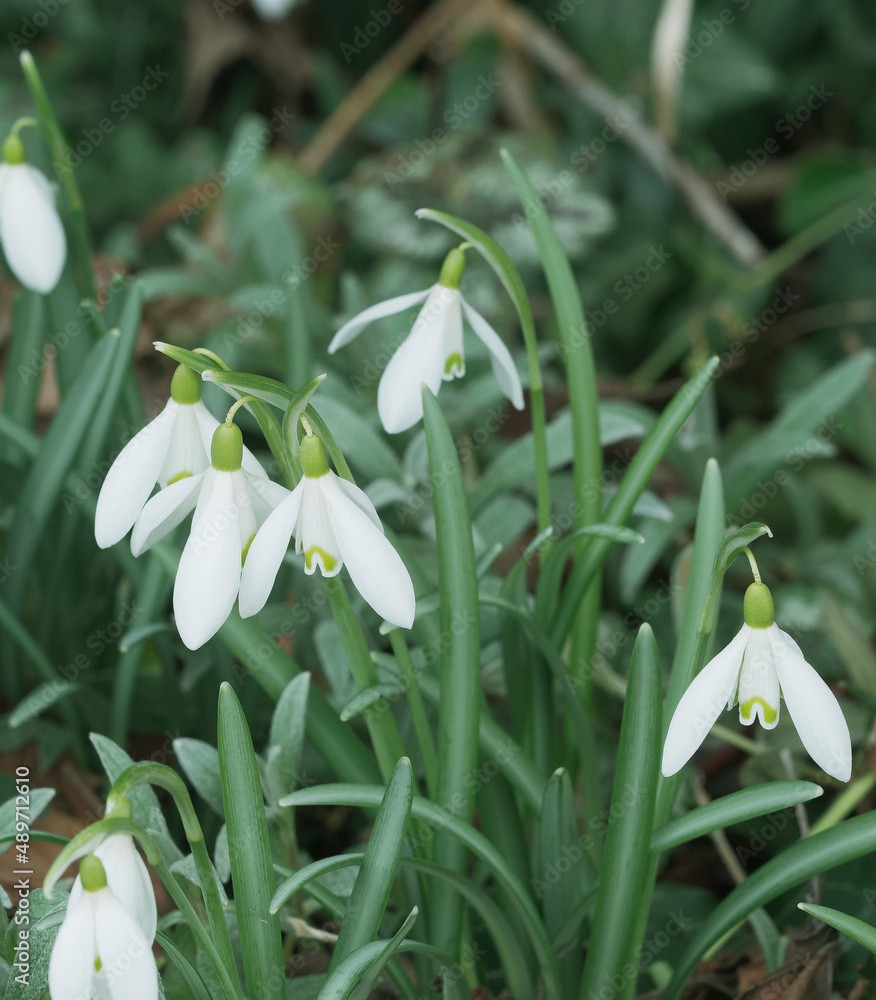 Kleine Schneeglöckchen auch Gewöhnliches Schneeglöckchen (Galanthus nivalis) Kleine Schneeglöckchen auch Gewöhnliches Schneeglöckchen (Galanthus nivalis)