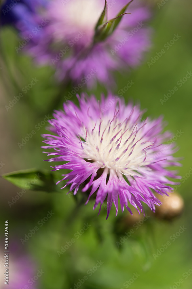 Centaurea cyanus or cornflower/bachelor's button Centaurea cyanus or cornflower/bachelor's button