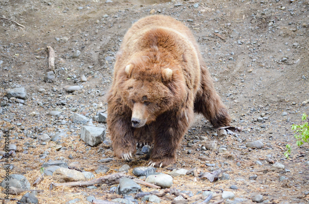Fototapeta premium Spectacular grizzly bear walking in a huge cage with soil and vegetation in zoo in Alaska, USA, United States of America