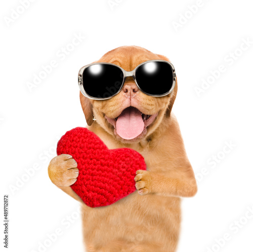 Happy mastiff puppy wearing sunglasses holds the red heart. isolated on white background © Ermolaev Alexandr