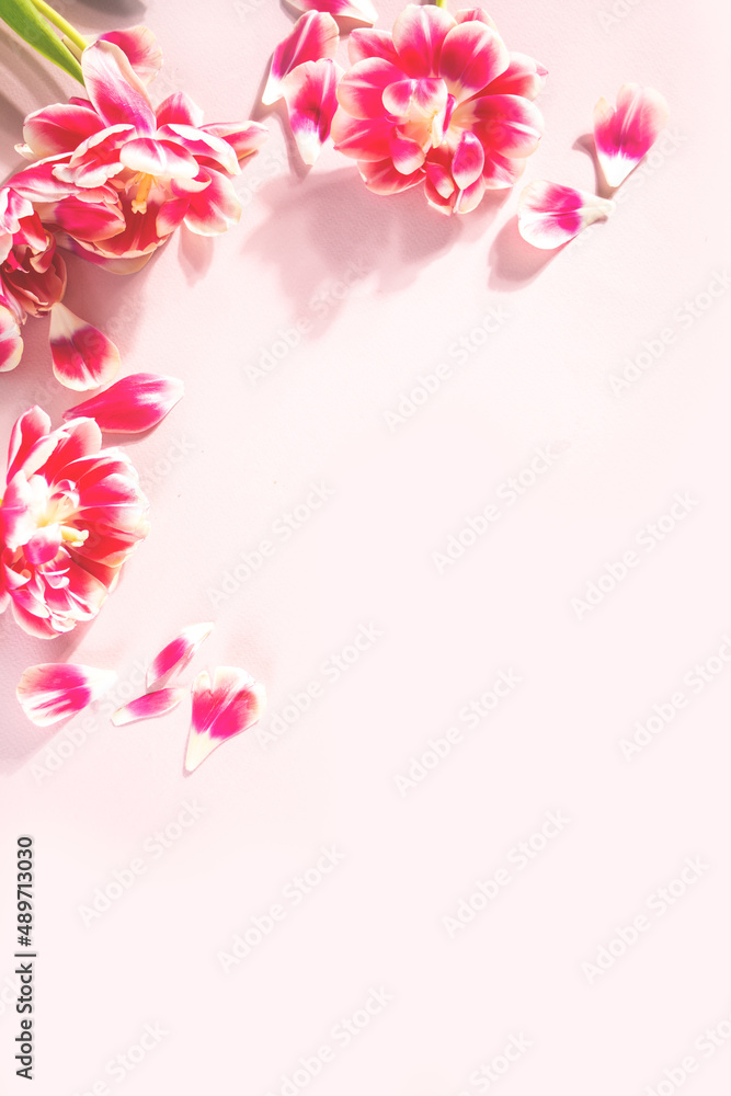 Pink flowers and petals. Spring and Summer concept. Flat lay. Copy space.