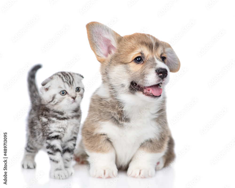 Cute Pembroke welsh corgi puppy and tiny kitten stand together and look away on empty space. isolated on white background