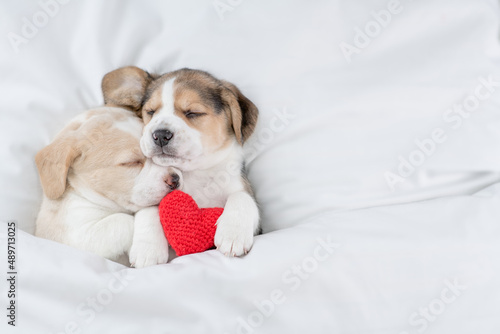 Two cute Beagle puppies sleep with red heart together under a white blanket on a bed at home. Top down view. Empty space for text