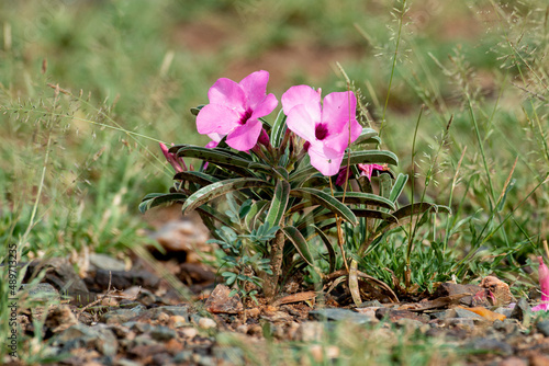 Rose du désert, Adénium swazicum photo